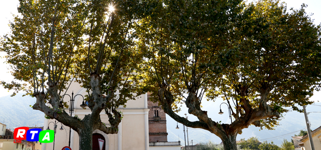 630_festa-degli-alberi_natura_albero