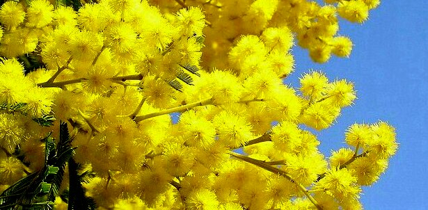 MIMOSE_8 marzo