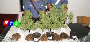 630_droga_carabinieri_marijuana