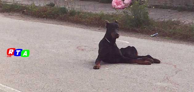 630_cane_scomparso_ferito_nocera_superiore_razza-dobermann