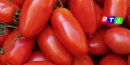 pomodoro san marzano