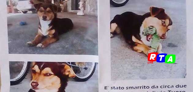 630-cagnolino-scomparso-nocera-superiore-rtalive