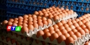 640-uova-contaminate-fipronil-rtalive-campania