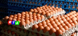 640-uova-contaminate-fipronil-rtalive-campania