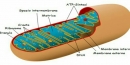 mitocondrio-640x300