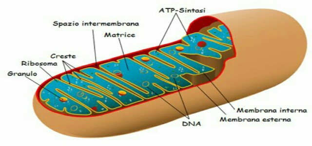 mitocondrio-640x300