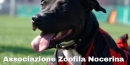 Associazione_zoofila-nocerina