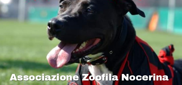 Associazione_zoofila-nocerina