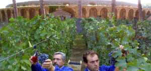 Pompei.vendemmia640x300