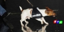 cane-poliziotto-pocho-rtalive