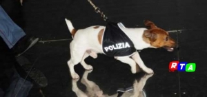 cane-poliziotto-pocho-rtalive