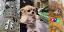 cani-maltrattati-rtalive-nocera-cava-de-tirreni