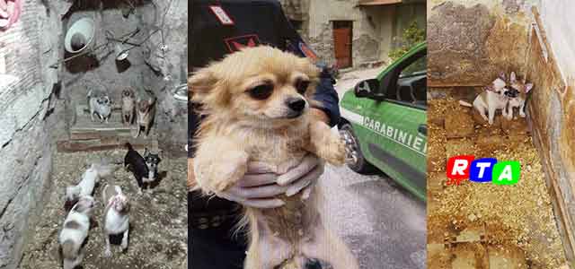 cani-maltrattati-rtalive-nocera-cava-de-tirreni