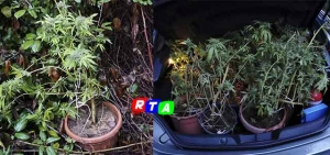 droga-fiano-rtalive-polizia-di-stato