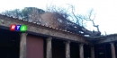 POMPEI-ALBERO-SCAVI-ARCHEOLOGICI-PALESTRA-GRANDE-RTALIVE