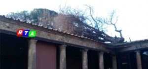 POMPEI-ALBERO-SCAVI-ARCHEOLOGICI-PALESTRA-GRANDE-RTALIVE