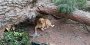 cane charlie veglia padrone dopo morto cava de' tirreni