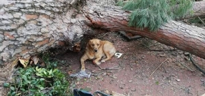 cane charlie veglia padrone dopo morto cava de' tirreni