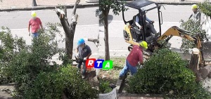 taglio-alberi-abbattimento-rtalive