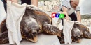 tartaruga-salerno-Stazione-Zoologica-Anton-Dohrn-Caretta-rtalive