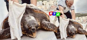 tartaruga-salerno-Stazione-Zoologica-Anton-Dohrn-Caretta-rtalive