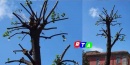 ALBERI-NOCERA-PIAZZA-ZANARDELLI-CAPITOZZATURA-RTALIVE