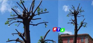 ALBERI-NOCERA-PIAZZA-ZANARDELLI-CAPITOZZATURA-RTALIVE