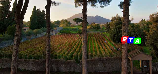 pompei-raccolta-uva-vendemmia-vino-villa-dei-misteri-rtalive