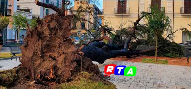 albero-caduto-piazza-de-santis-nocera-rtalive-dicembre-2020