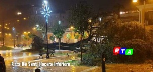 albero-piazza-de-santi-nocera-inferiore-rtalive