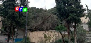 albero-caduto-villa-comunale-nocera-inferiore-rtalive