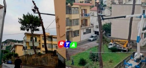 albero-piano-di-sorrente-abbattuto-rtalive-M5Stelle