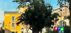 albero-piazza-de-santis-nocera-inferiore-rtalive