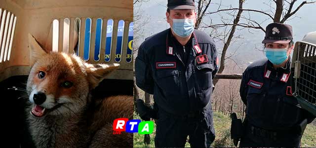 volpe-lasciata-libera-rtalive-carabinieri-forestale