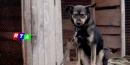 cani-legati-catena-maltrattamento-animali-rtalive