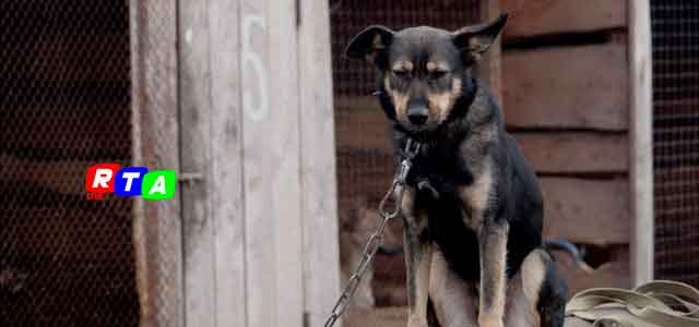 cani-legati-catena-maltrattamento-animali-rtalive