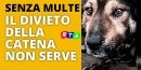 divieto-della-catena-animali-RTAlive