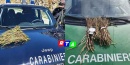 87-chili-di-asparago-selvatico-RTAlive-carabinieri-forestali