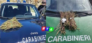 87-chili-di-asparago-selvatico-RTAlive-carabinieri-forestali