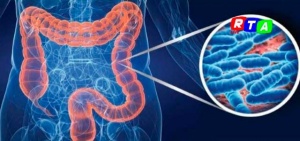 intestino-malattie-microbiota-RTAlive