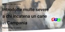 multe-cani-catene-animali-maltrattamento-petizione-campania-RTAlive