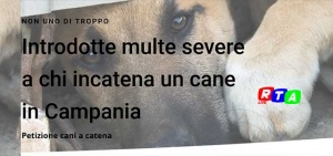 multe-cani-catene-animali-maltrattamento-petizione-campania-RTAlive