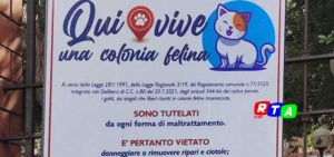 colonia-felina-nocera-superiore-RTAlive