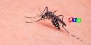 zanzare-dengue-farmaco-RTAlive