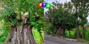 albero-ulivo-piante-verde-ecologia-RTAlive