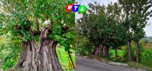 albero-ulivo-piante-verde-ecologia-RTAlive