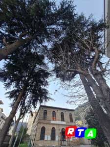 1-alberi-monumentali-RTAlive