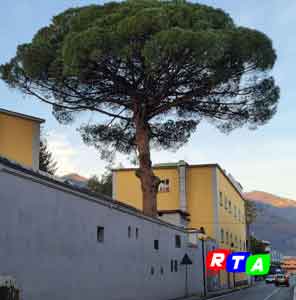 alberi-monumentali-RTAlive