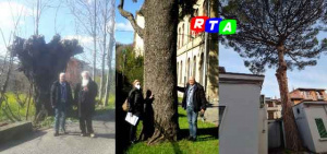 alberi-monumentali-mercto-san-severino-RTAlive