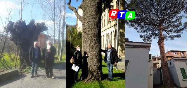 alberi-monumentali-mercto-san-severino-RTAlive